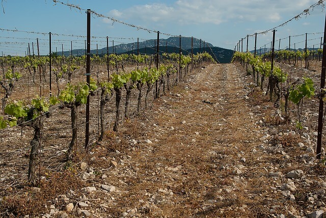 Camping Le Mas Des Lavandes : Vignes Languedoc Herault