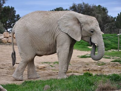 Camping Le Mas Des Lavandes : 640px Elephant Sigean